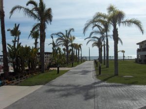 Bermuda consolidada con falta de riego por sequia